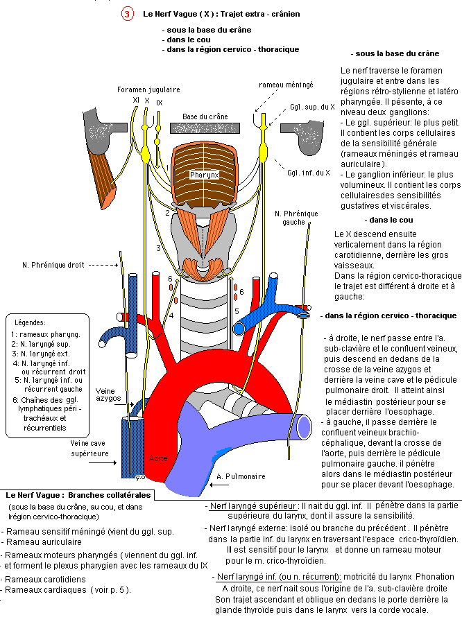 https://www.anatomie-humaine.com/IMG/gif/10c.gif