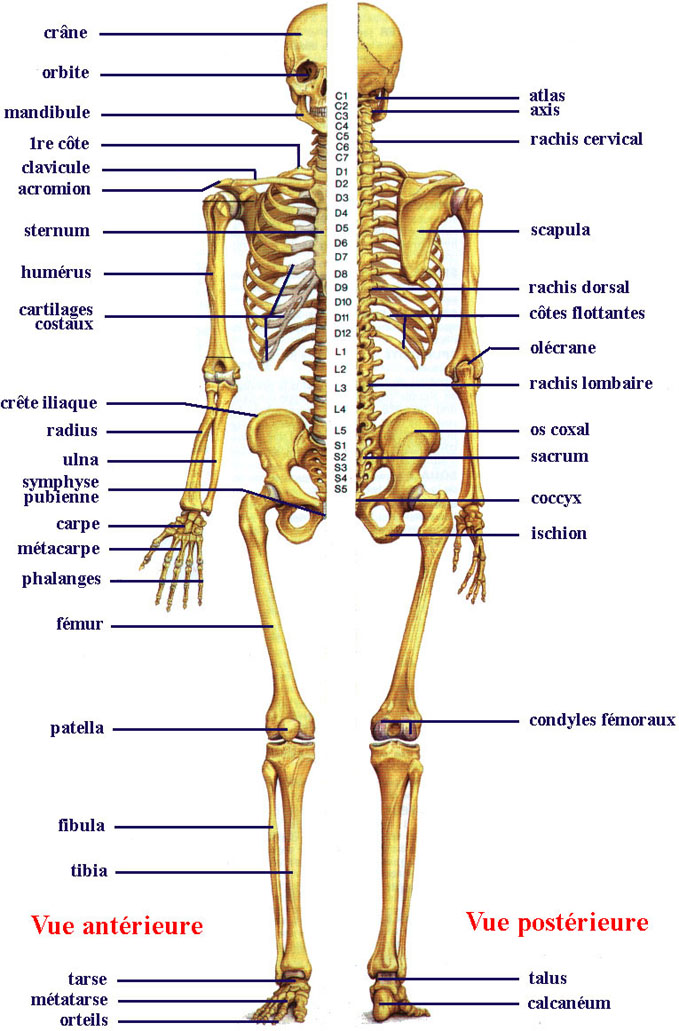 Squelette humain : définition, schéma